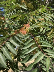 Ailanthus altissima