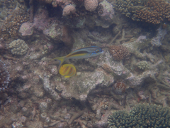 Scolopsis monogramma