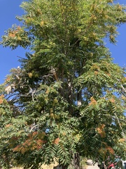Ailanthus altissima