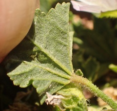 Malva neglecta