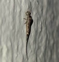 Trigoniophthalmus alternatus