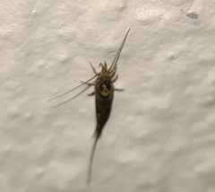 Trigoniophthalmus alternatus