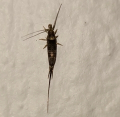 Trigoniophthalmus alternatus