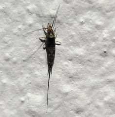 Trigoniophthalmus alternatus