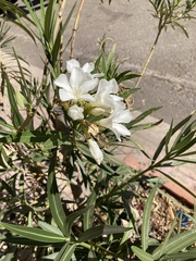 Nerium oleander