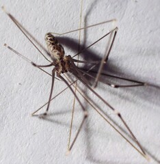 Smeringopus pallidus