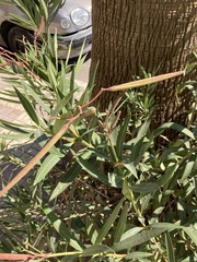 Nerium oleander