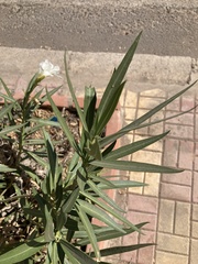 Nerium oleander