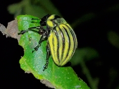 Sternechus continuus