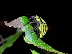 Sternechus continuus