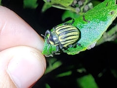 Sternechus continuus