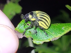 Sternechus continuus