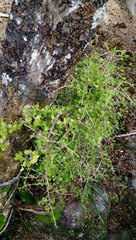 Coprosma neglecta