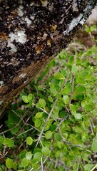 Coprosma neglecta