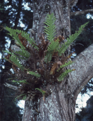 Drynaria drynarioides