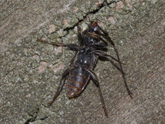 Opsimus quadrilineatus