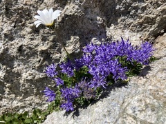 Phyteuma globulariifolium