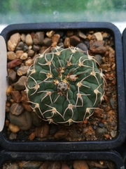 Gymnocalycium