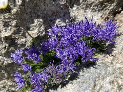 Phyteuma globulariifolium