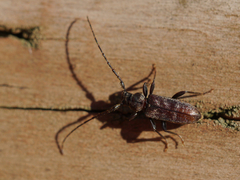 Opsimus quadrilineatus
