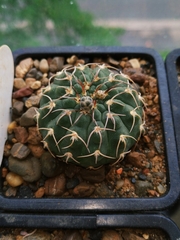 Gymnocalycium