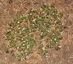 Malva neglecta