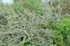 Aspalathus acanthophylla