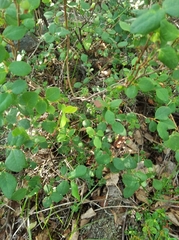 Lonicera caerulea