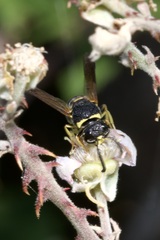Euodynerus curictensis