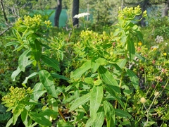 Euphorbia austriaca
