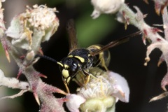 Euodynerus curictensis