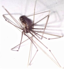 Smeringopus pallidus