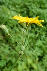 Sonchus arvensis uliginosus