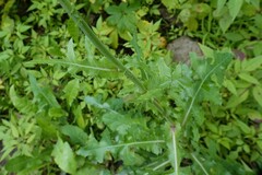 Sonchus arvensis uliginosus