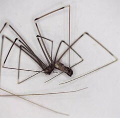 Smeringopus pallidus