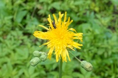 Sonchus arvensis uliginosus
