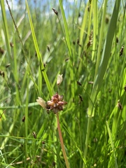 Allium geyeri tenerum