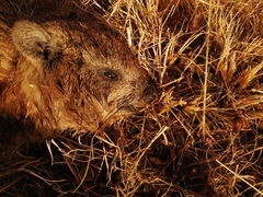 Procavia capensis capensis