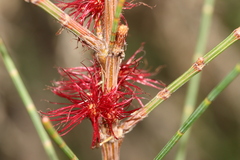 Allocasuarina diminuta diminuta