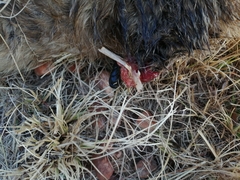 Procavia capensis capensis