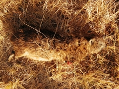 Procavia capensis capensis