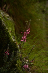 Epacris reclinata