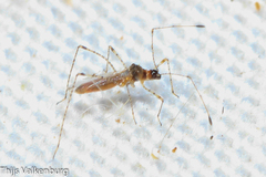 Gampsocoris