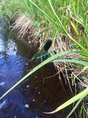 Calopteryx aequabilis