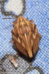 Odontotarsus callosus