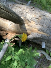Arnica parryi