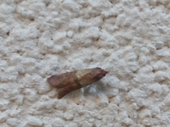 Plodia interpunctella