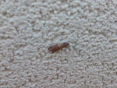 Plodia interpunctella