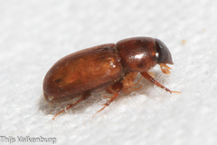 Subrinus