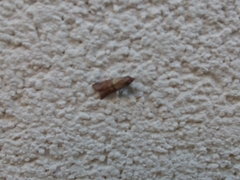 Plodia interpunctella